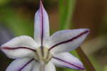 Star-of-Bethlehem <BR>Springstar